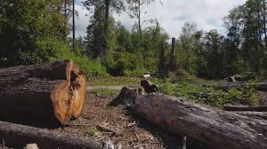 Best Tree Cabling and Bracing  in Eastlawn Gardens, PA