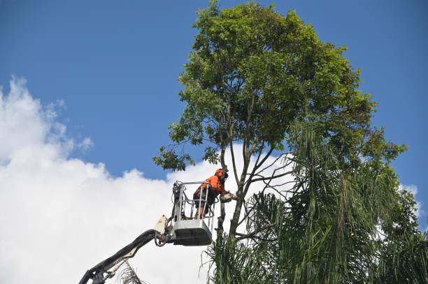 Best Tree Trimming and Pruning  in Eastlawn Gardens, PA