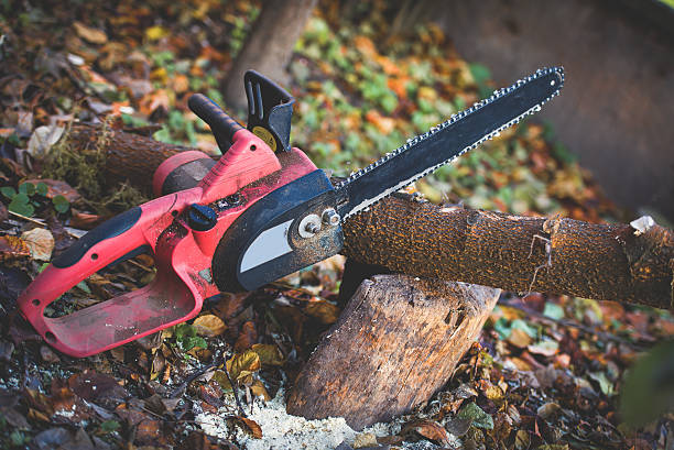 Best Commercial Tree Services  in Eastlawn Gardens, PA