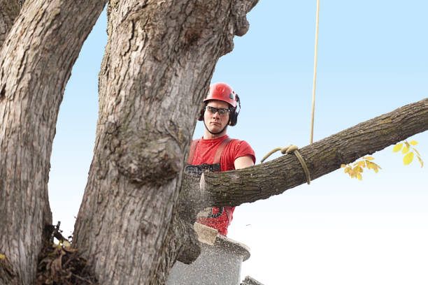 Trusted Eastlawn Gardens, PA Tree Care Experts